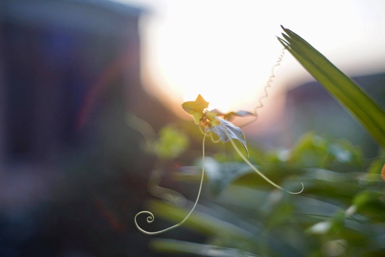 KONICA HEXANON AR 52MM. F1.8 AR MOUNT