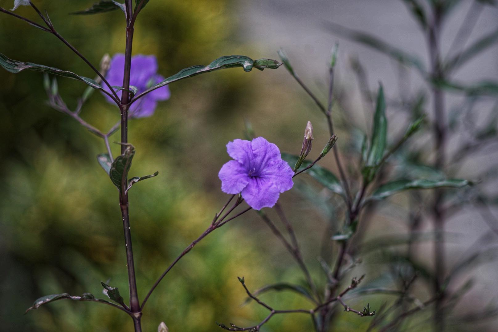 SUPER-TAKUMAR 135MM.F3.5 M42 MOUNT