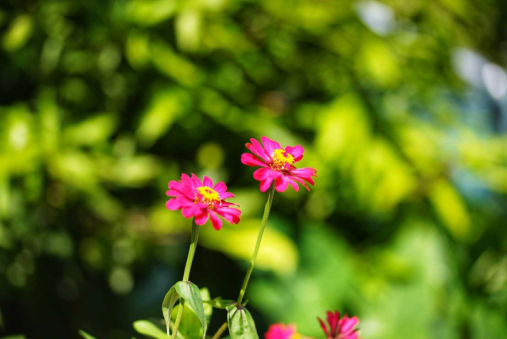 ISCO 85MM.F2.4 MODIFLY M42 MOUNT