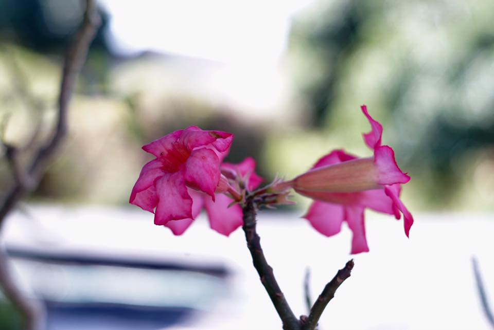Super Takumar 55mm. f1.8 M42 MOUNT