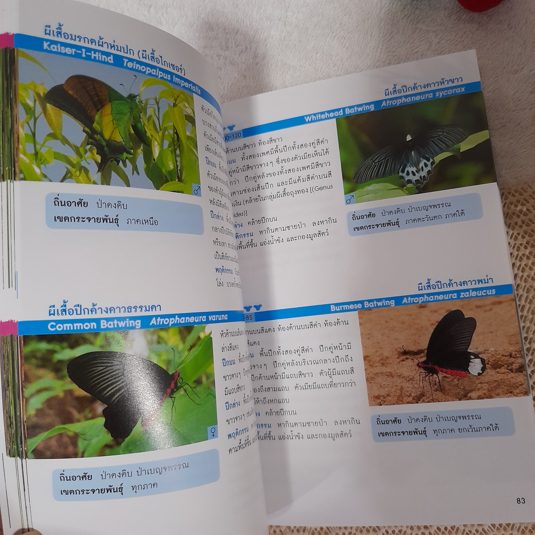 Thailand BUTTERFLY GUIDE / เกรียงไกร สุวรรณภักดิ์