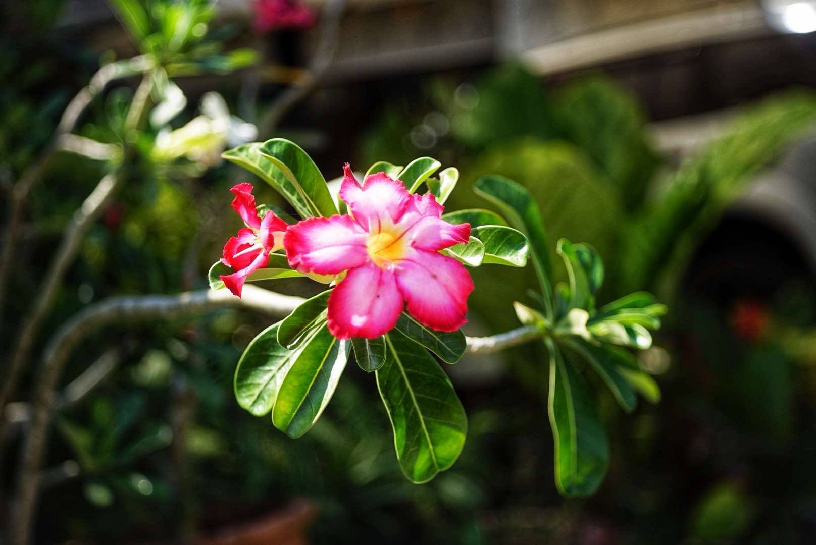 KONICA HEXANON 45MM.F1.8 MODIFIED M39 MOUNT