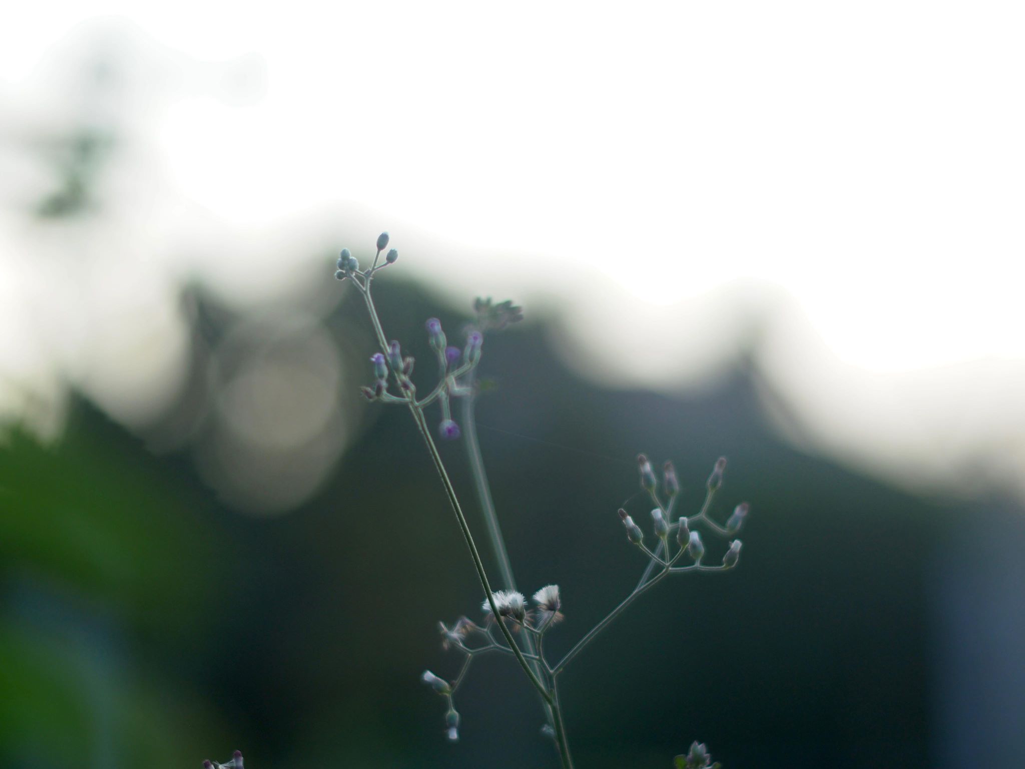 MINOLTA MC ROKKOR-PF 55MM.F1.7