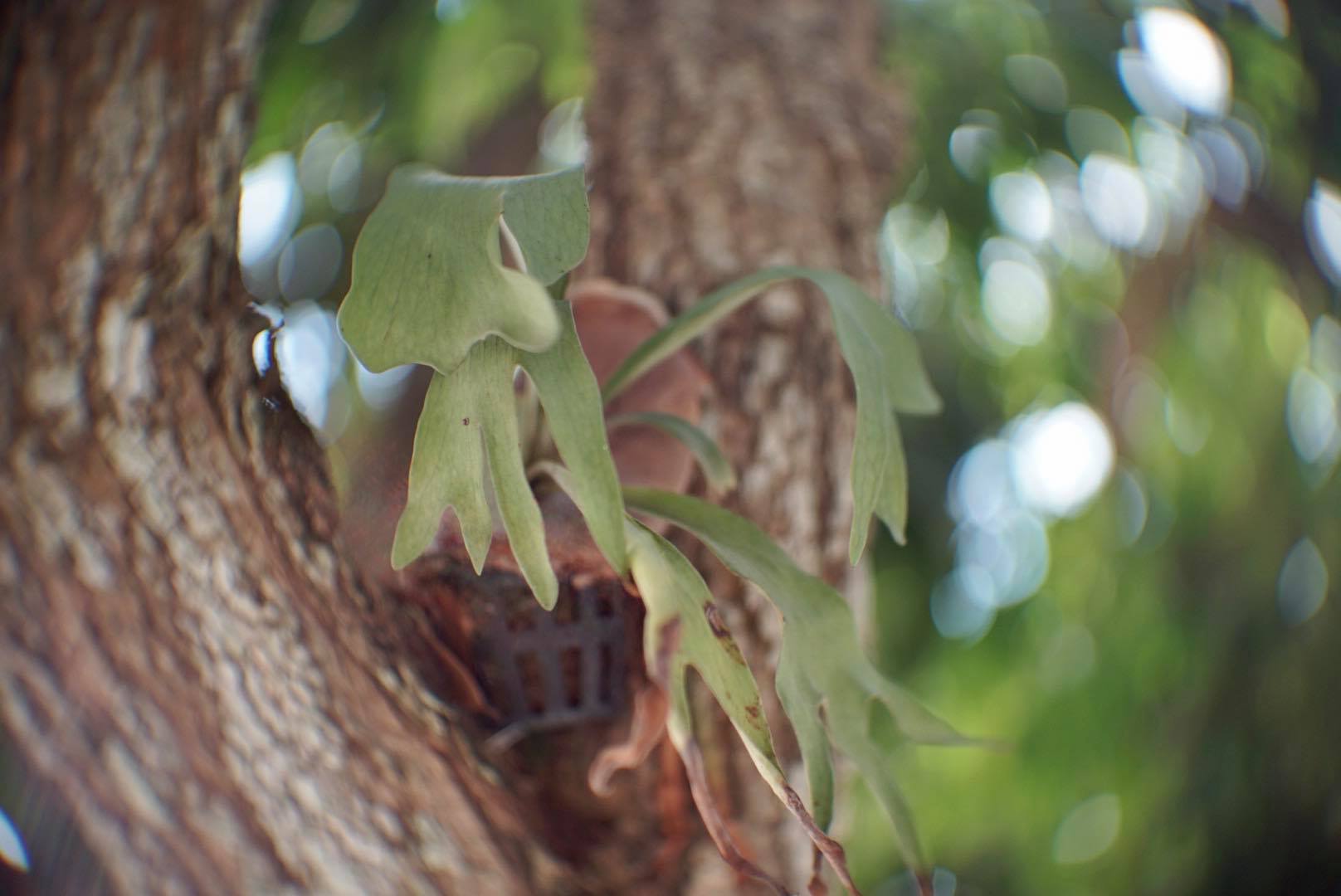 16KP-50MM.F1.2 MODIFY SONY E MOUNT