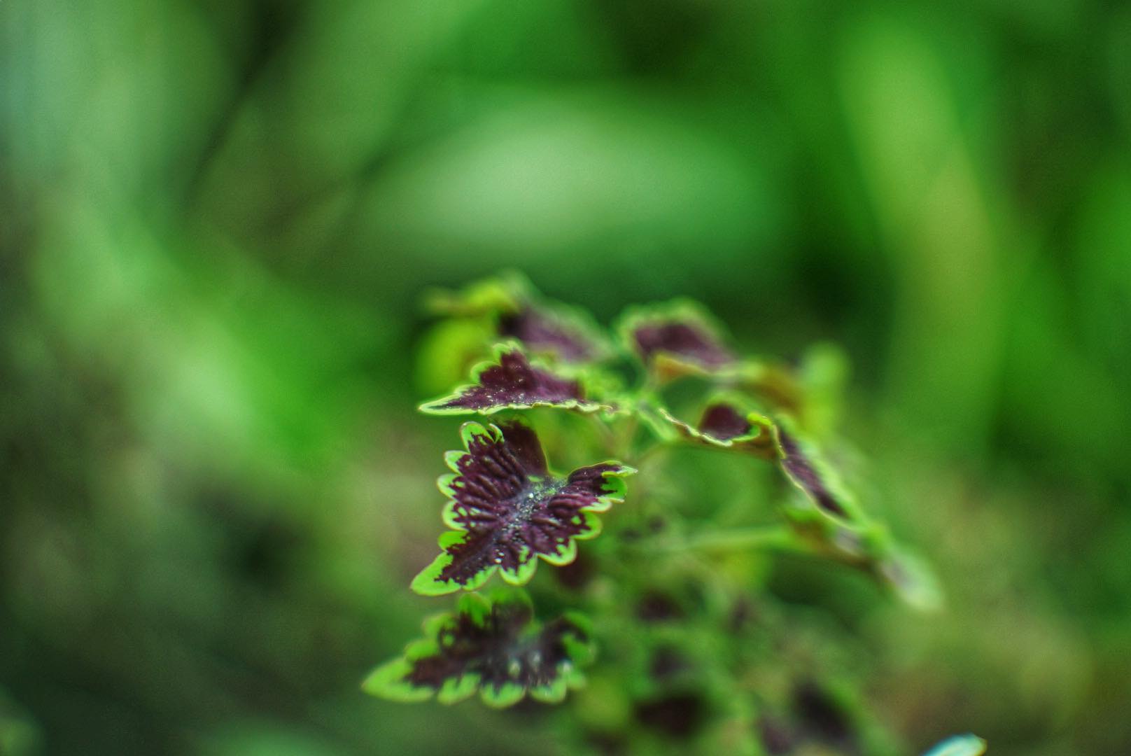 16KP-50MM.F1.2 FOR SONY E MOUNT