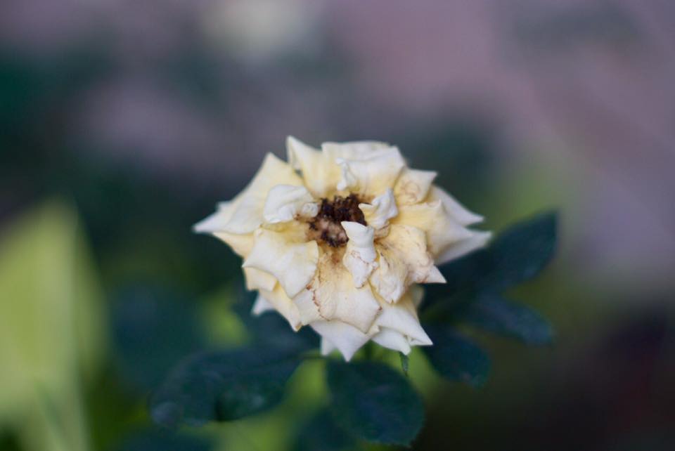Super Takumar 55mm. F1.8 M42 mount