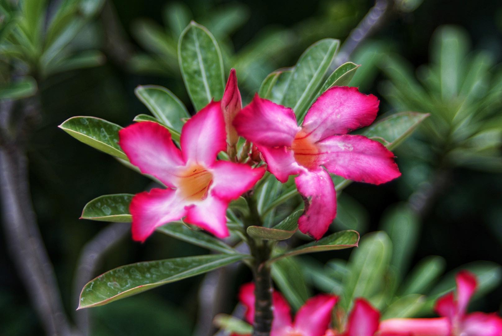 SMC PENTAX-M ZOOM 40-80MM.F2.8-4 MACRO