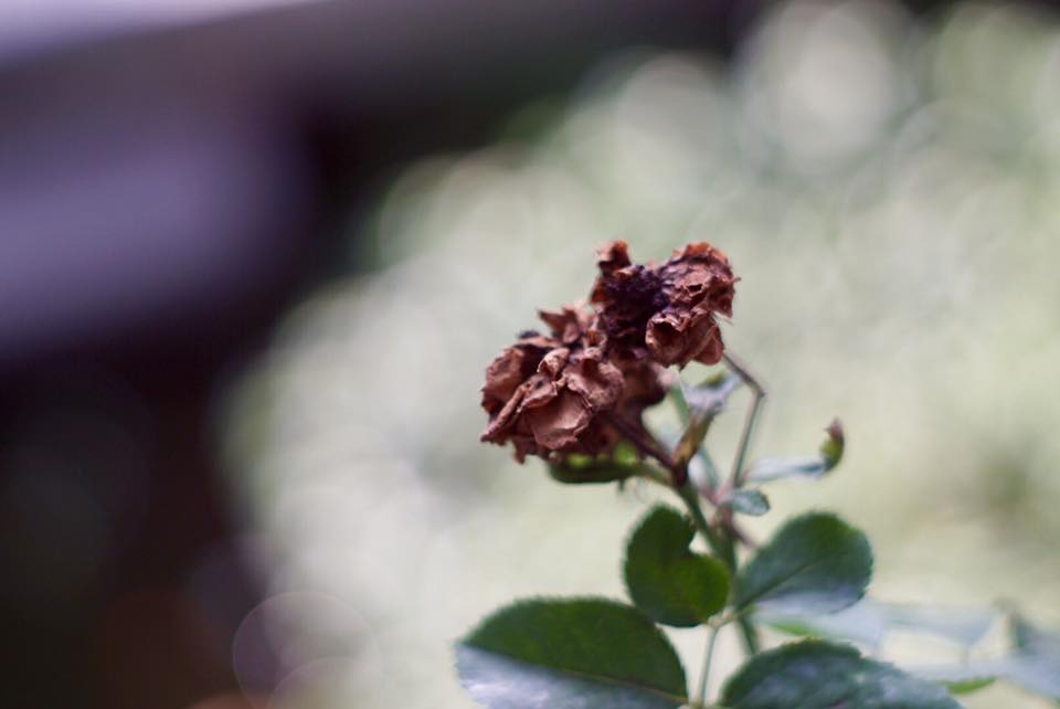 Super Takumar 55mm. F1.8 M42 mount