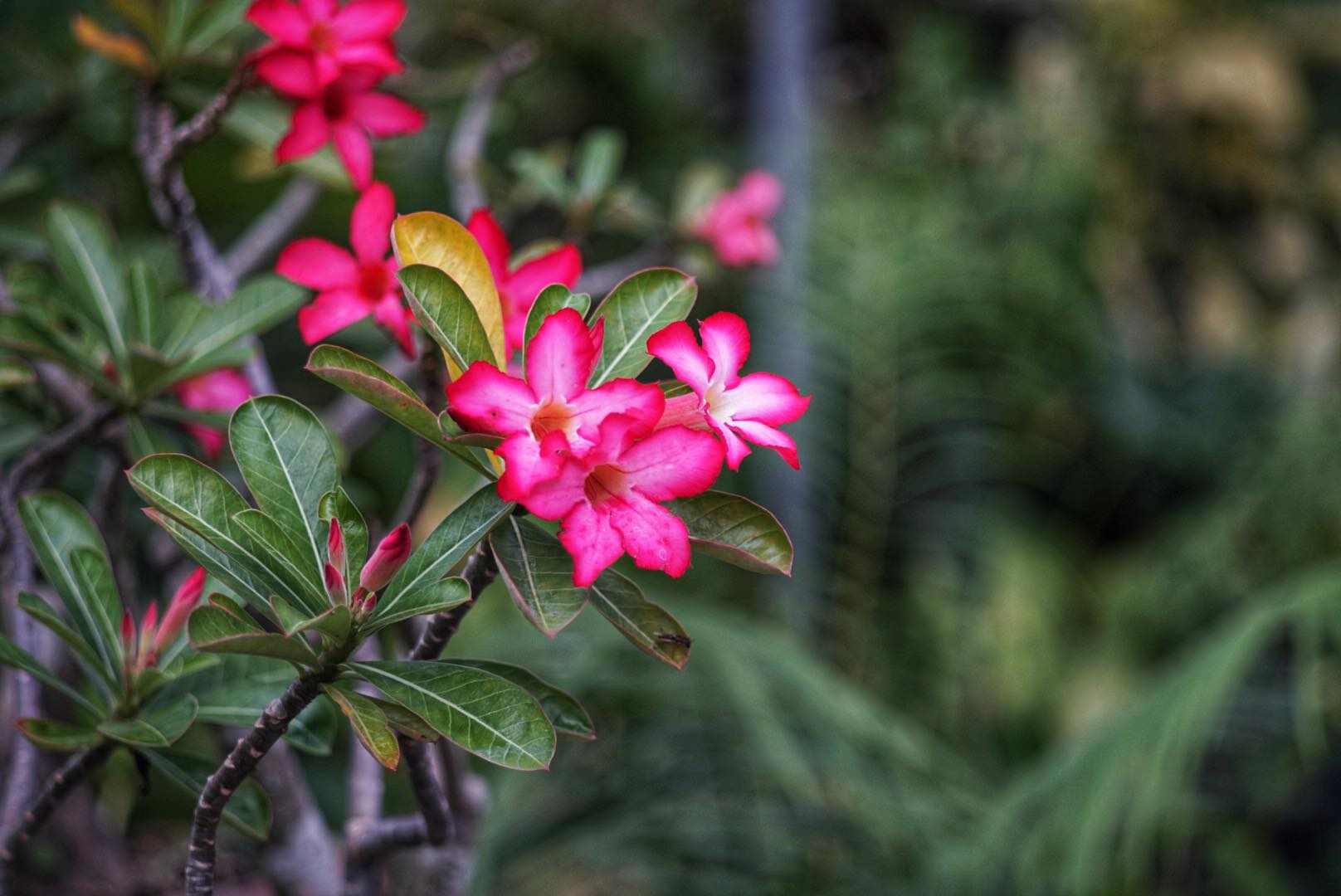 SUPER-TAKUMAR 135MM.F3.5 M42 MOUNT