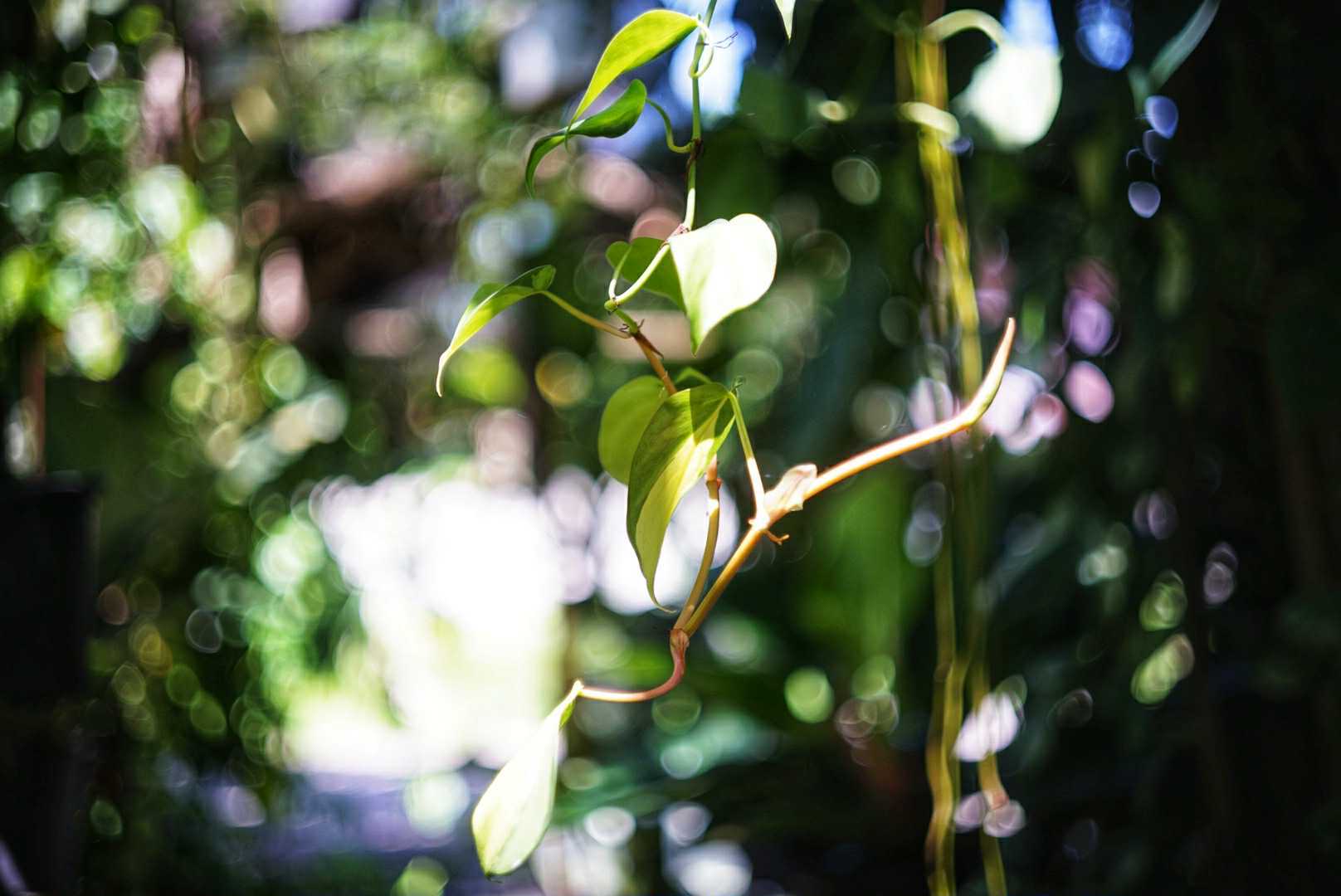 AIRES H CORAL 45MM.F1.9 MODIFIED M39 MOUNT