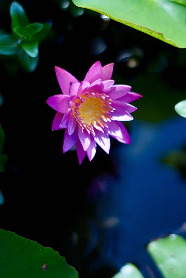 Super Takumar 55mm. F1.8 M42 mount