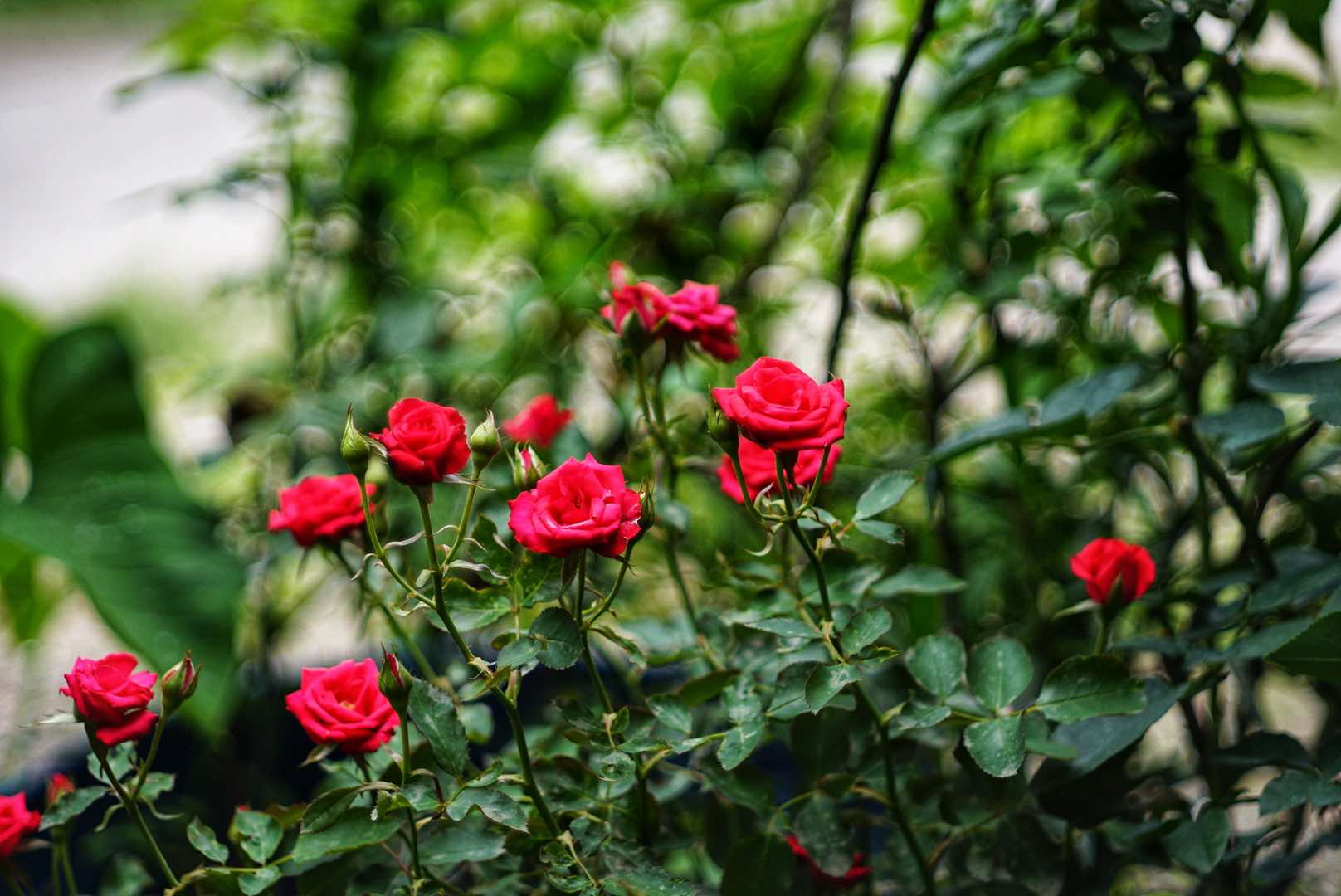 KONICA HEXANON 45MM.F1.8 MODIFIED M39 MOUNT