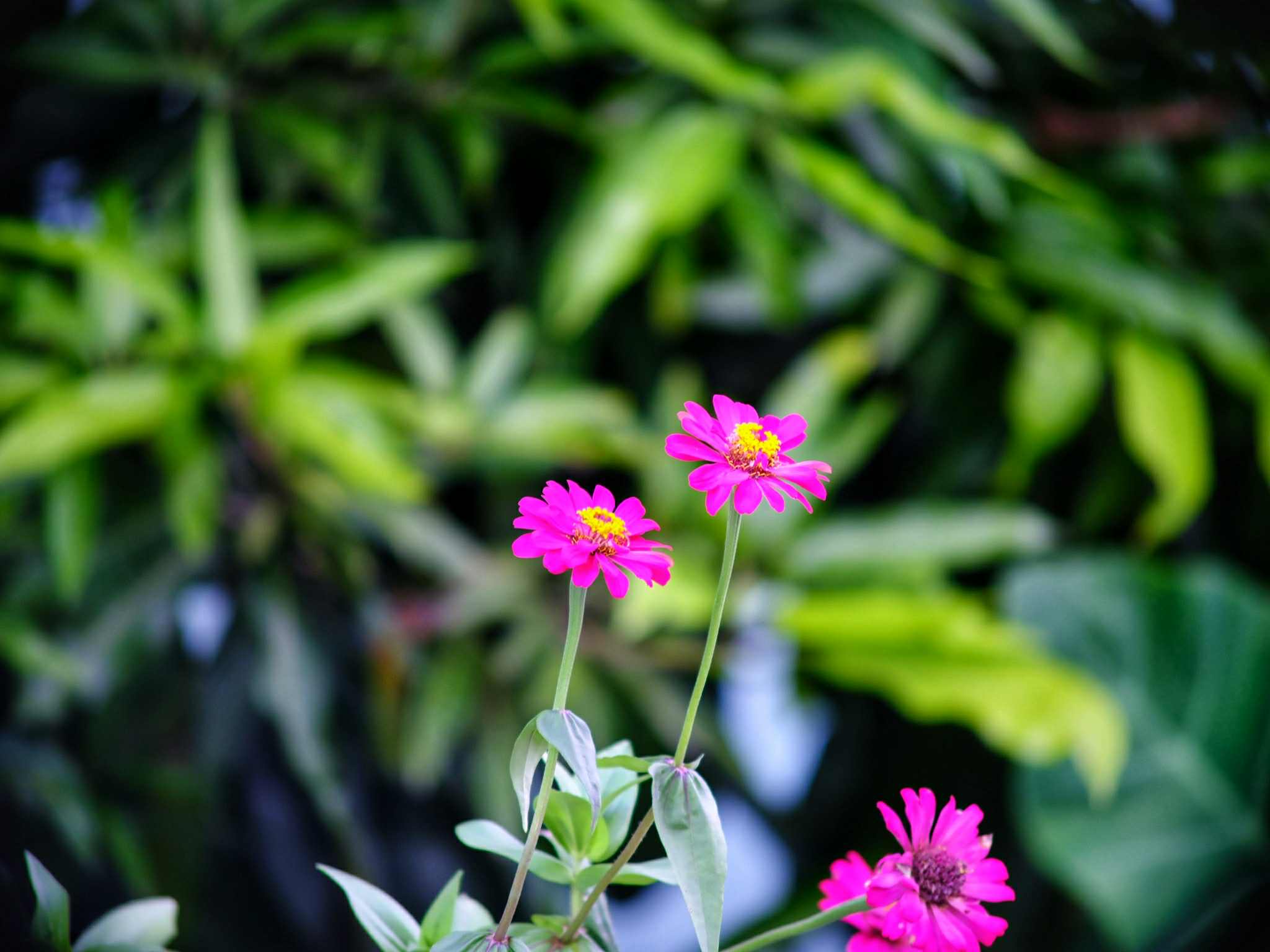 Nikon AF NIKKOR 75-300mm f/4.5-5.6 MACRO AIS MOUNT