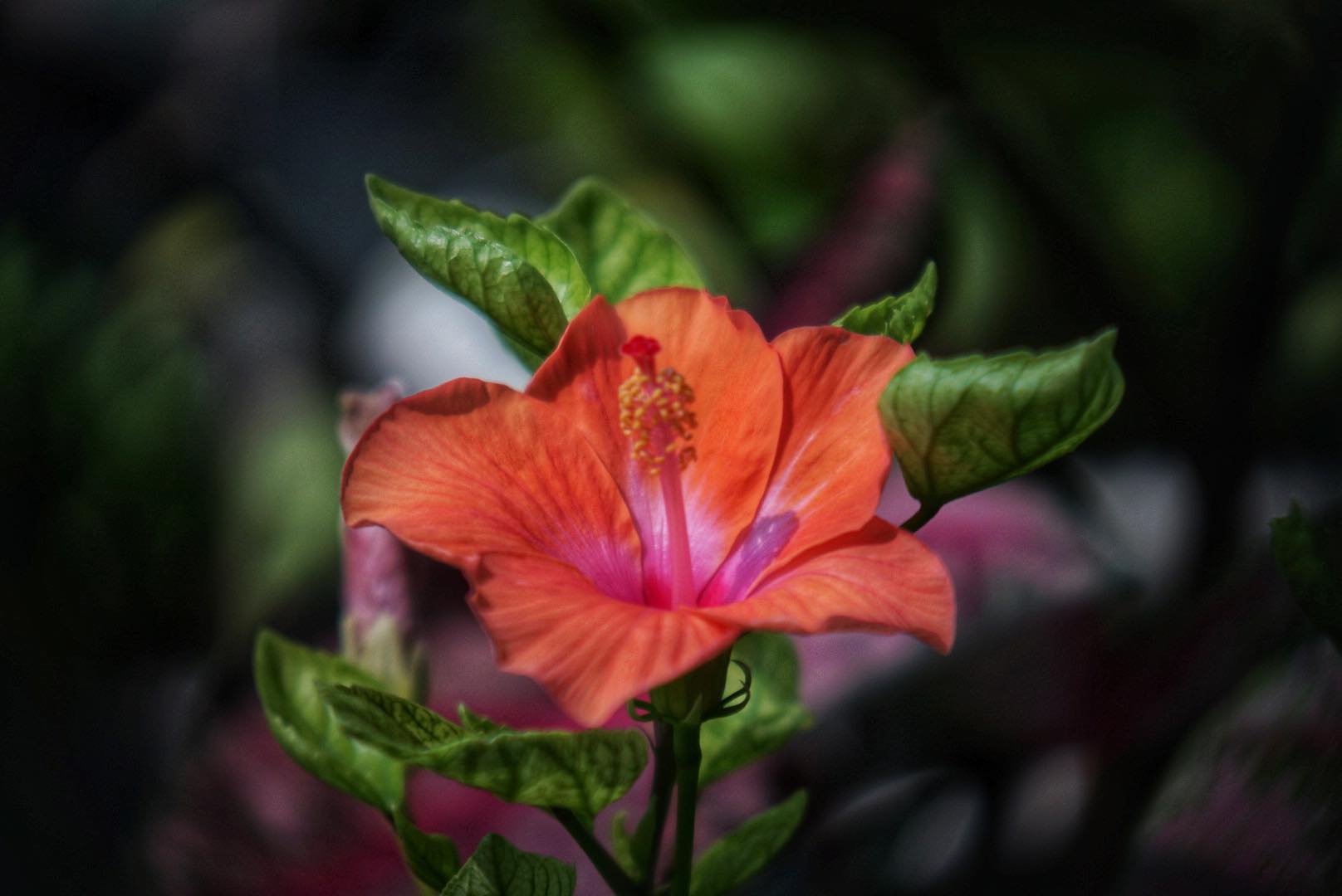 เลนส์ผสม ชุดหน้า KODAK CINE EXTAR LENS 102MM.F2.7 ชุดหลัง TOPCOR 44MM.F2