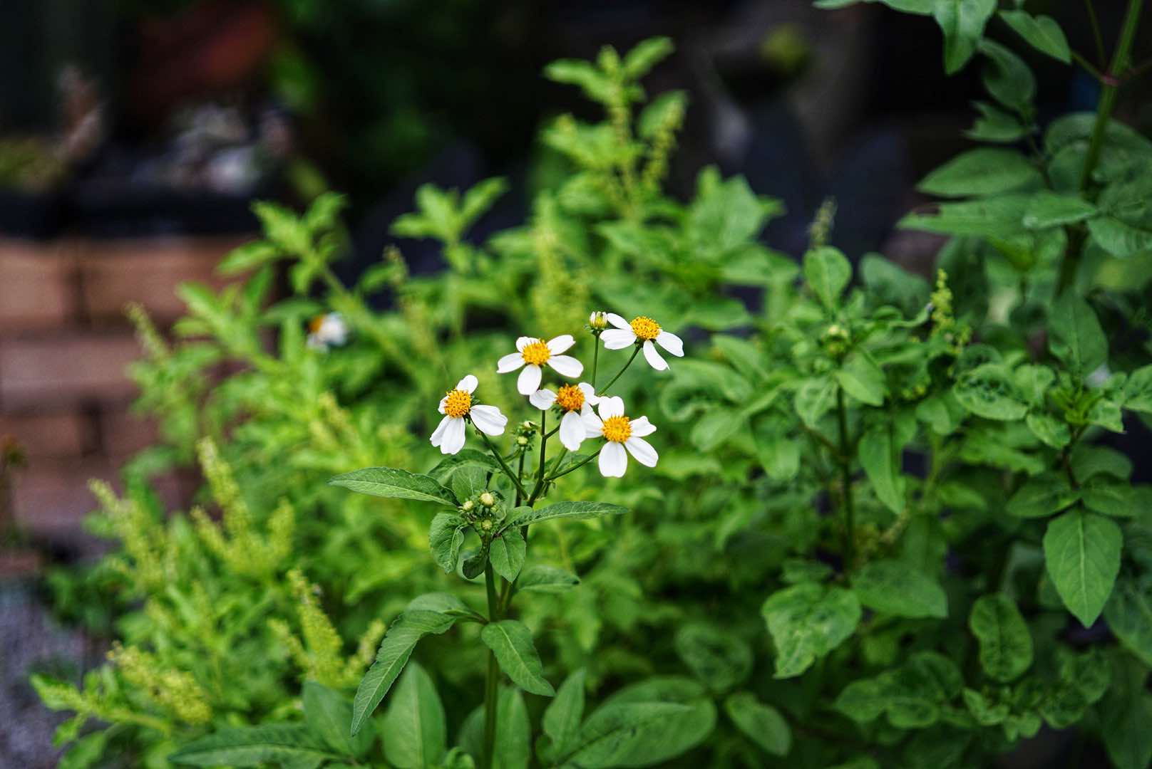 KONICA HEXANON 45MM.F1.8 MODIFIED M39 MOUNT