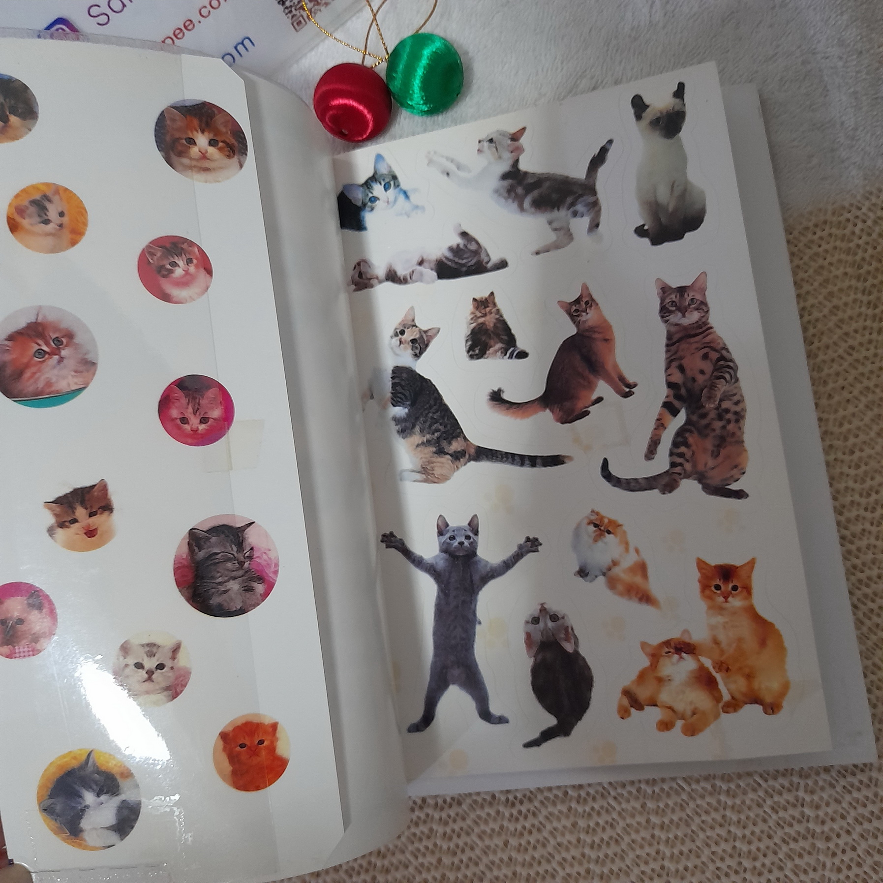 เดอะ แคทส์ สตอรี่