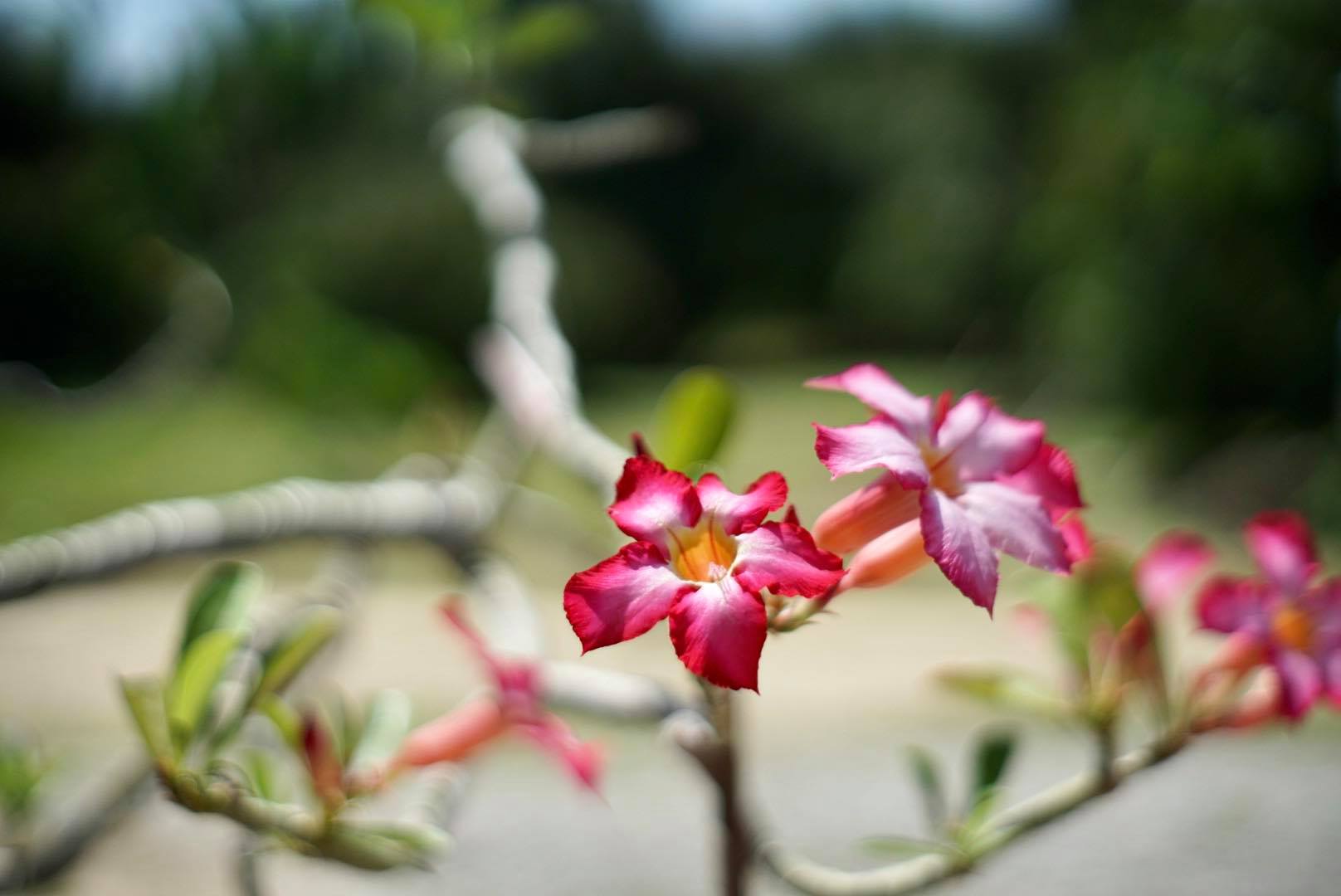 MINOLTA MD 50MM F1.7 MD MOUNT