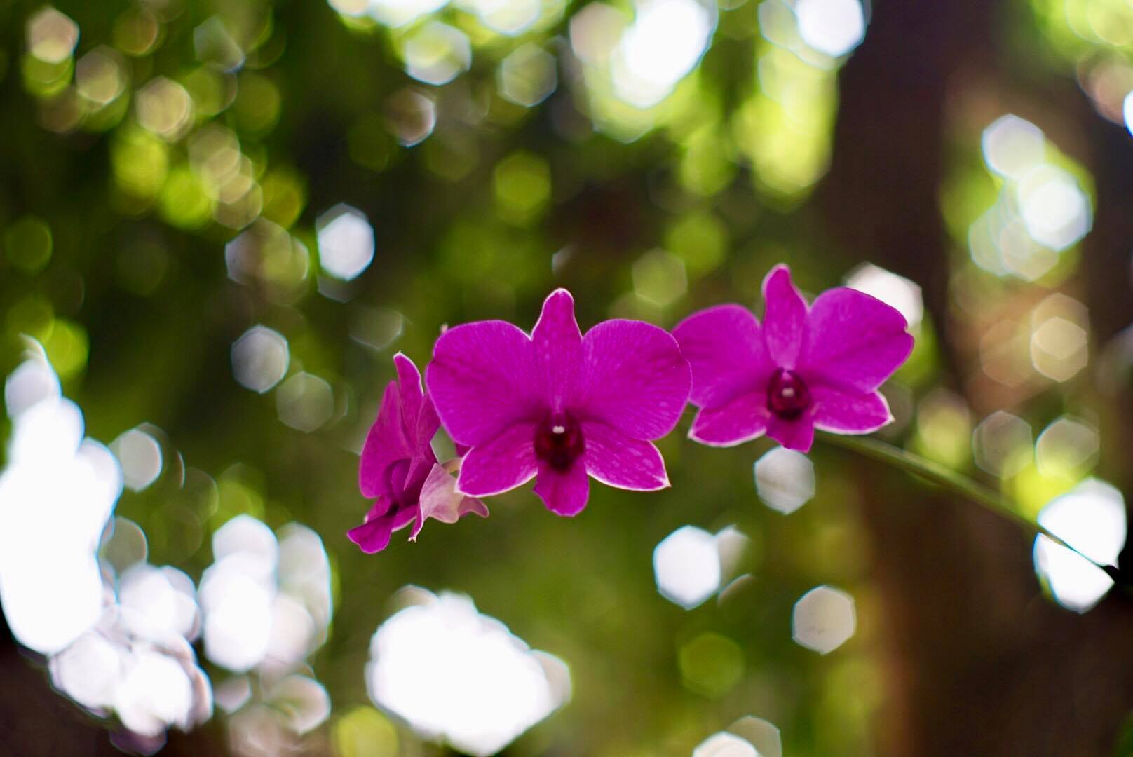 SMC PENTAX-M 50MM.F2 PK MOUNT