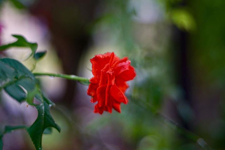 KONICA HEXANON AR 50MM.F1.7 AR MOUNT