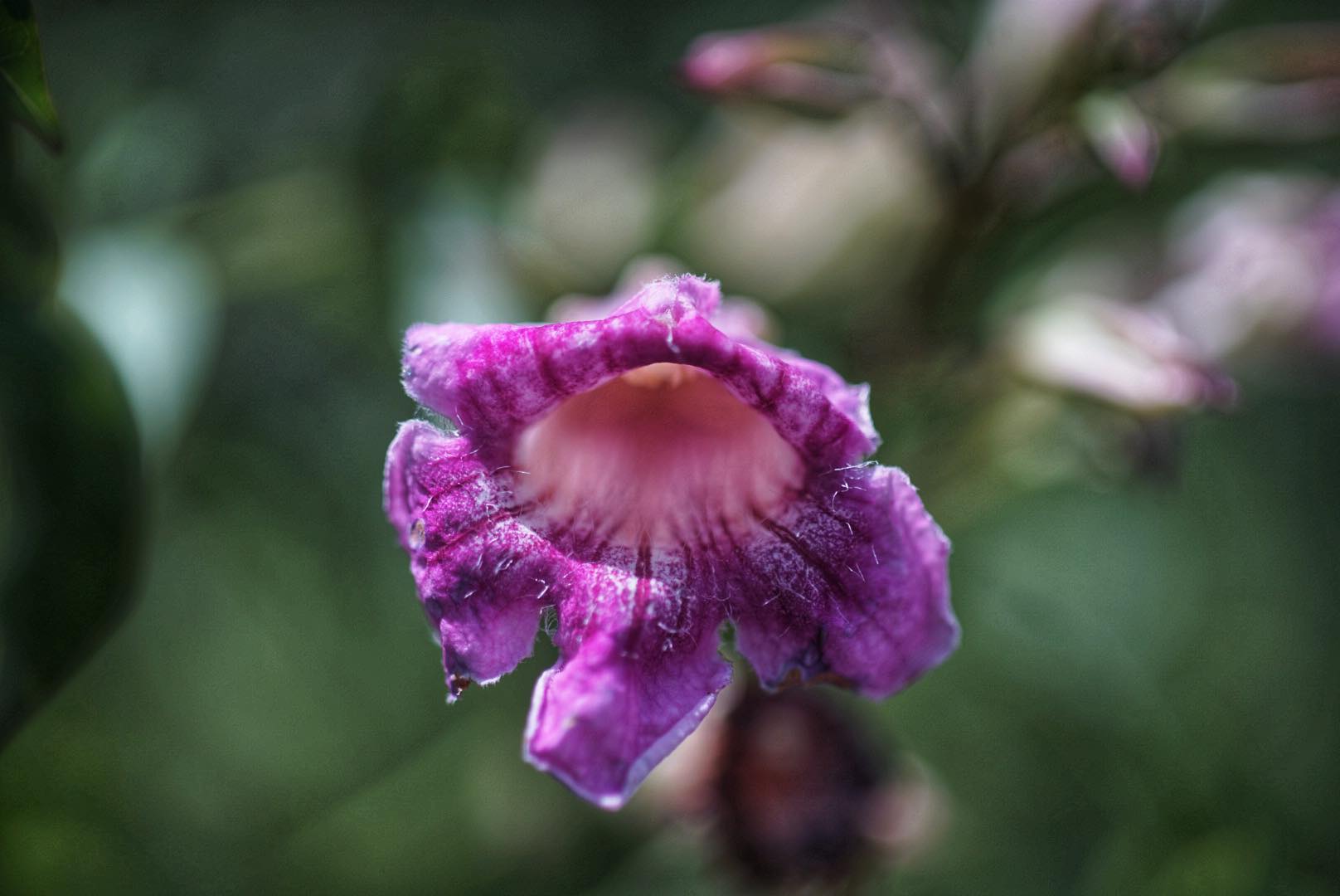 TAMRON SP 90MM.F2.5 NIKON AI MOUNT