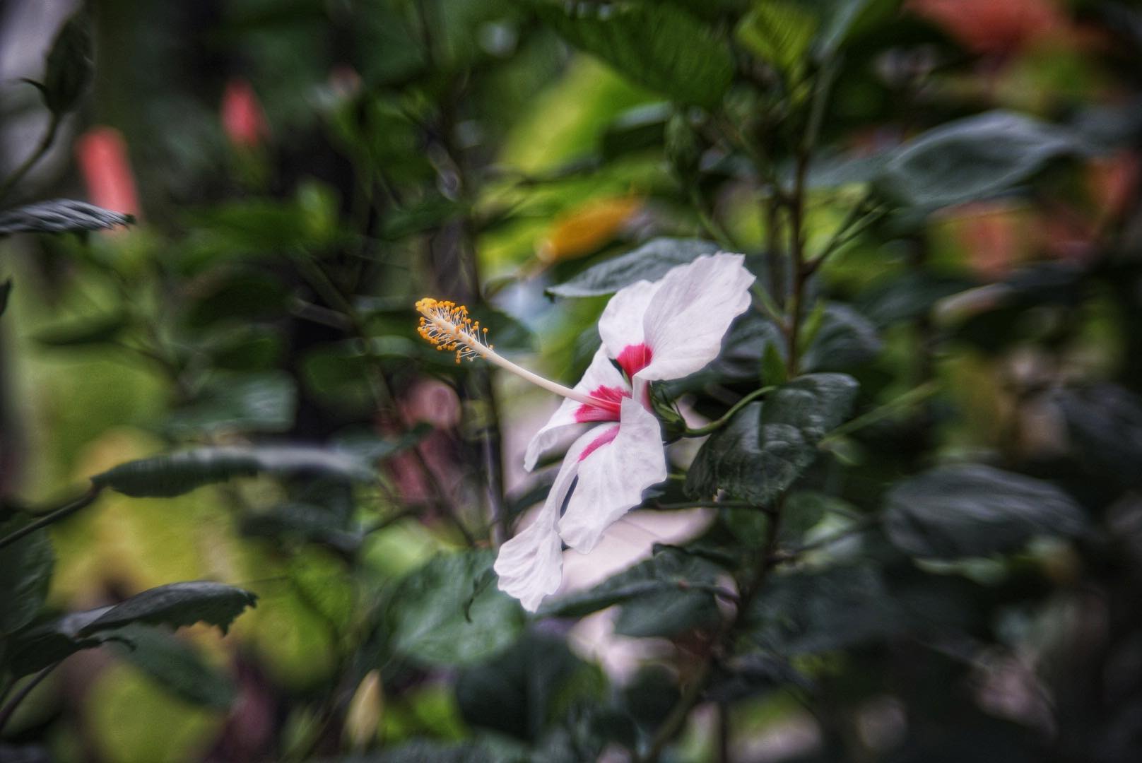CC.PETRI 45MM.F1.8 MODIFIED M39 MOUNT(COUPLING)