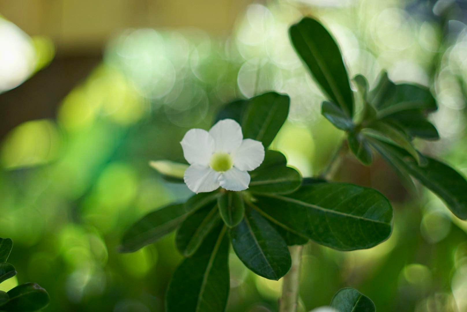SUPER TAKUMAR 55MM.F1.8 M42 MOUNT