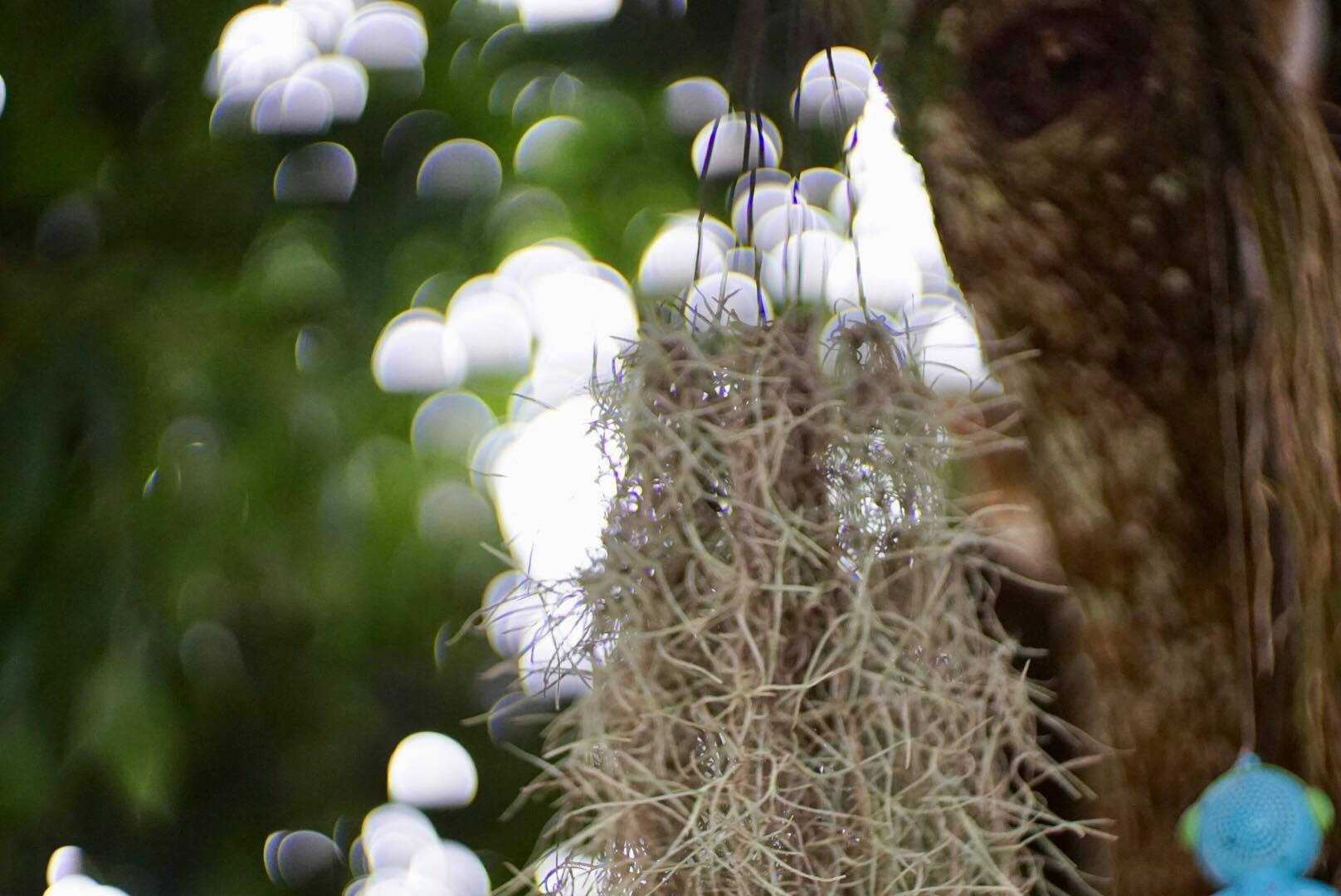 CANON LENS 50MM.F1.4 LTM