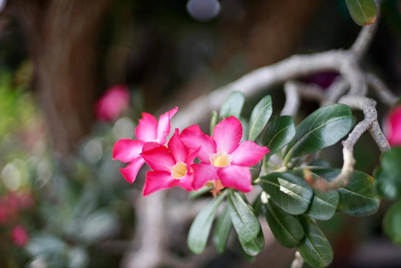 NIKON NIKKOR 50MM.F1.4 AI MOUNT