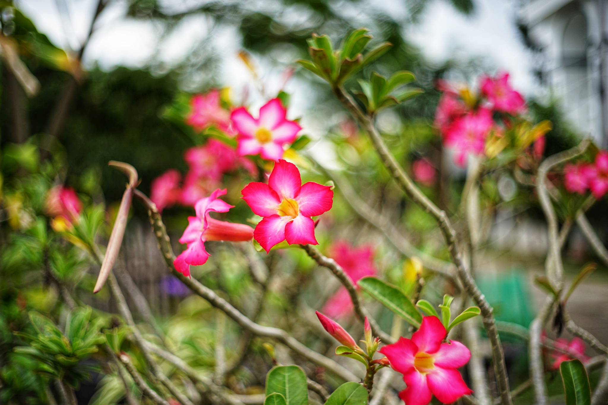 YASHICA YASHINON-DX 32MM.F1.7 MODIFIED SONY E MOUNT