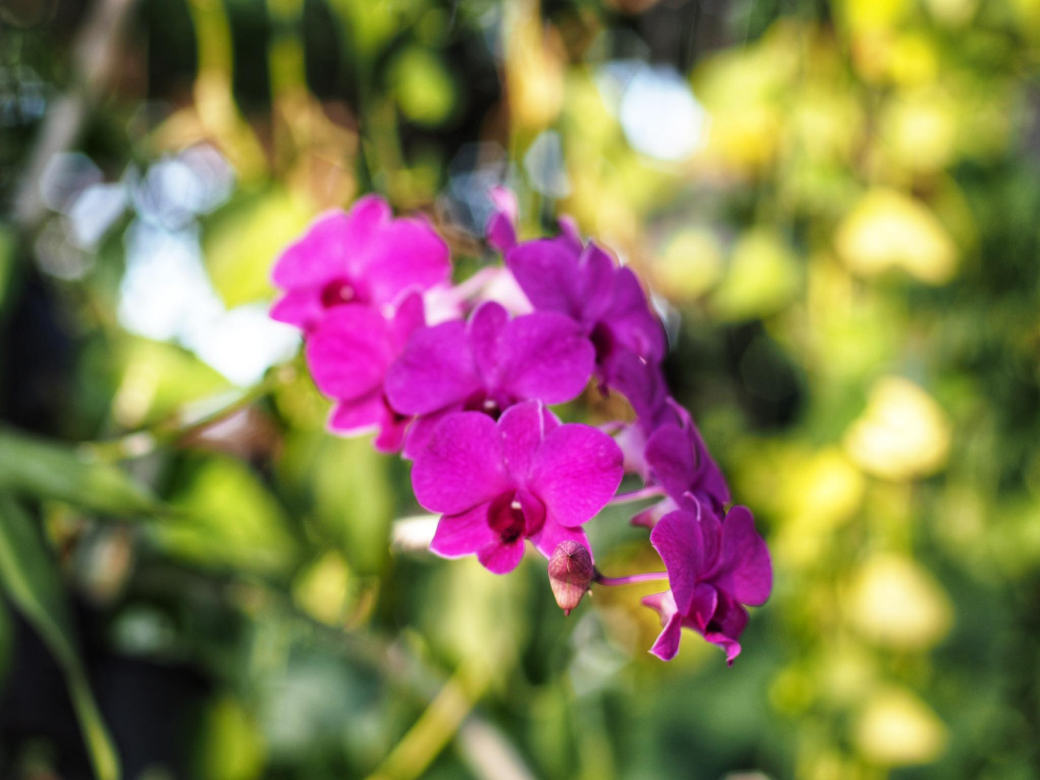 NIKON AF NIKKOR 50MM.F1.4D(NO.14) AIS MOUNT