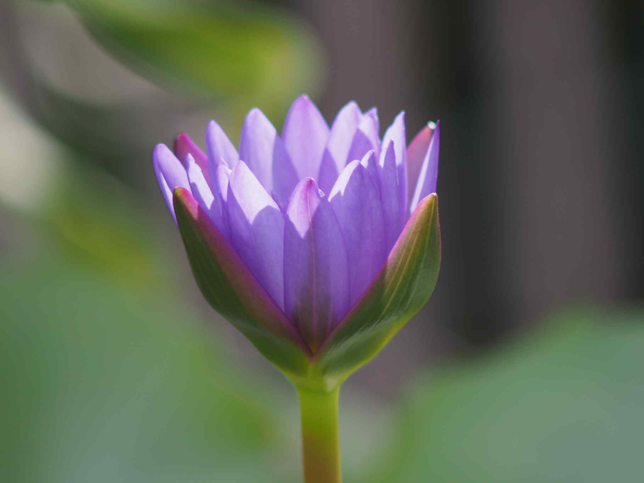 SMC PENTAX-M 200MM.F4 PK MOUNT