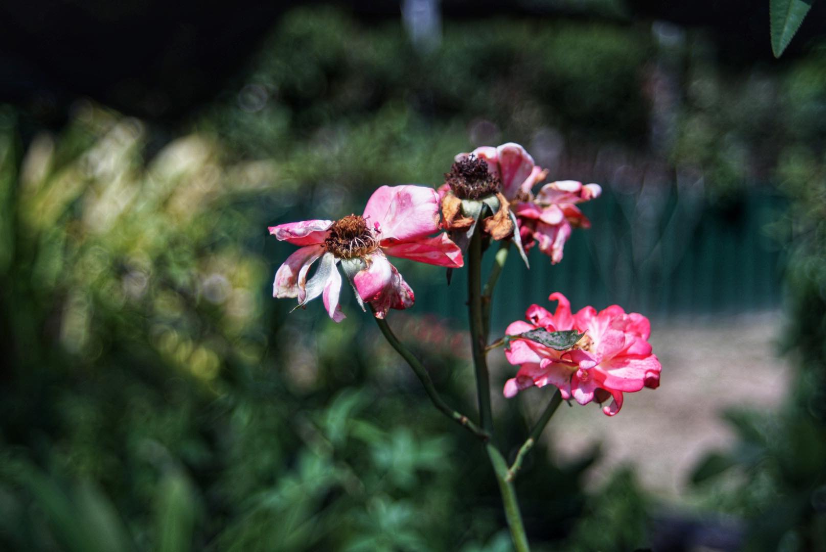 SMC PENTAX-M ZOOM 24-50MM.F4 PK MOUNT