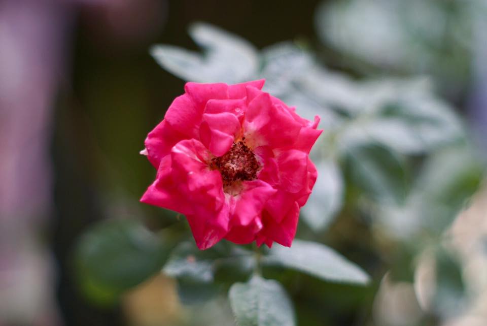 Super Takumar 55mm. F1.8 M42 mount