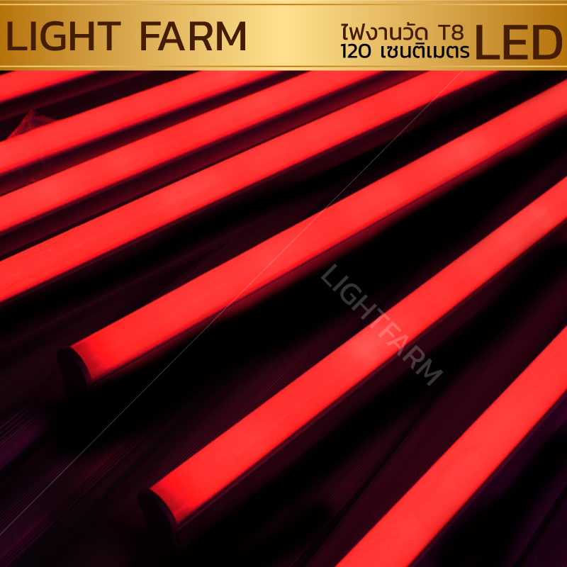 หลอดไฟงานวัด LED (ไฟนิ่งไม่กระพริบ) สีแดง / หลอดไฟ T8 หลอดสี