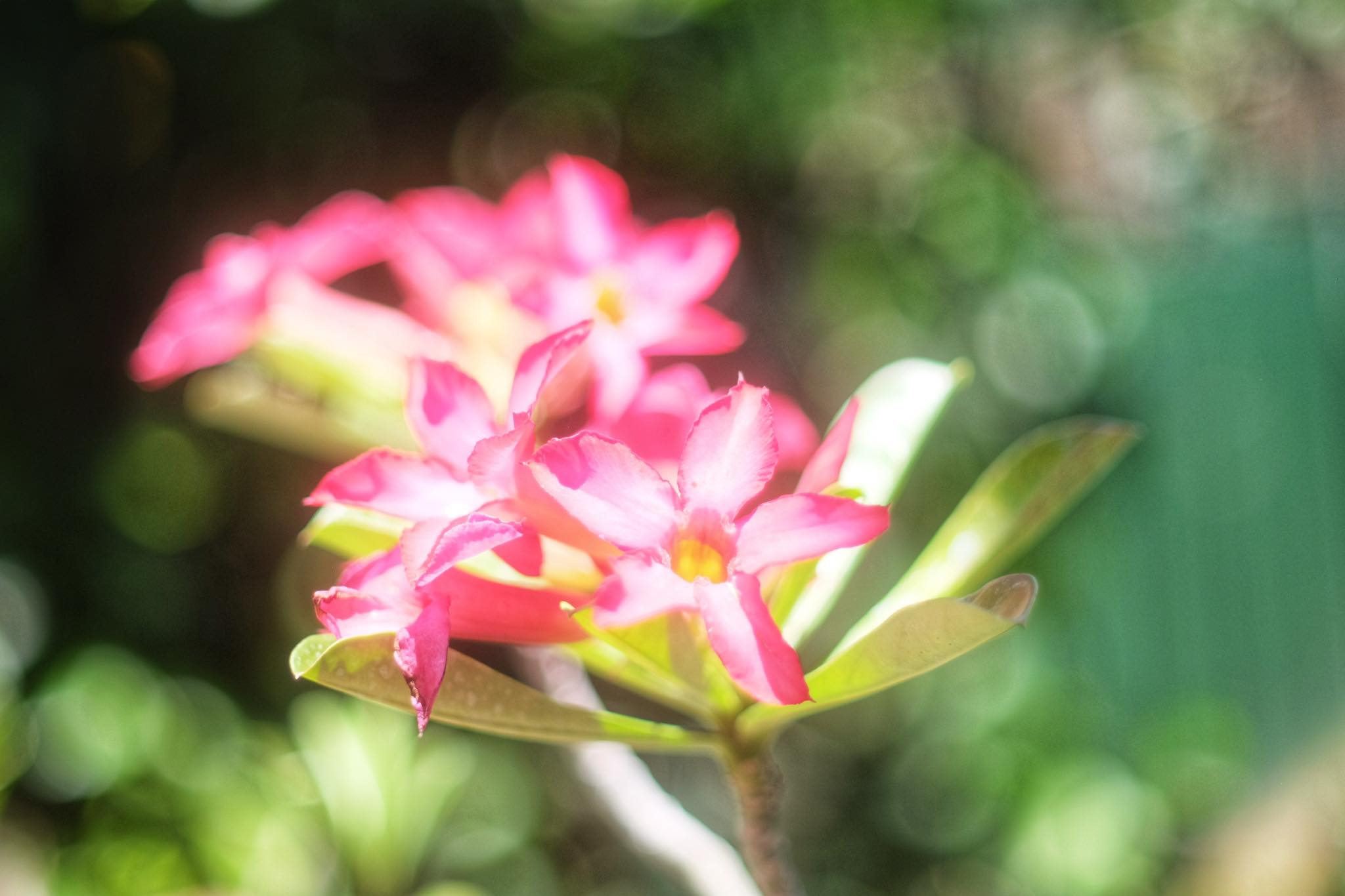 MINOLTA MD W.ROKKOR 28MM.F2.8 MD MOUNT