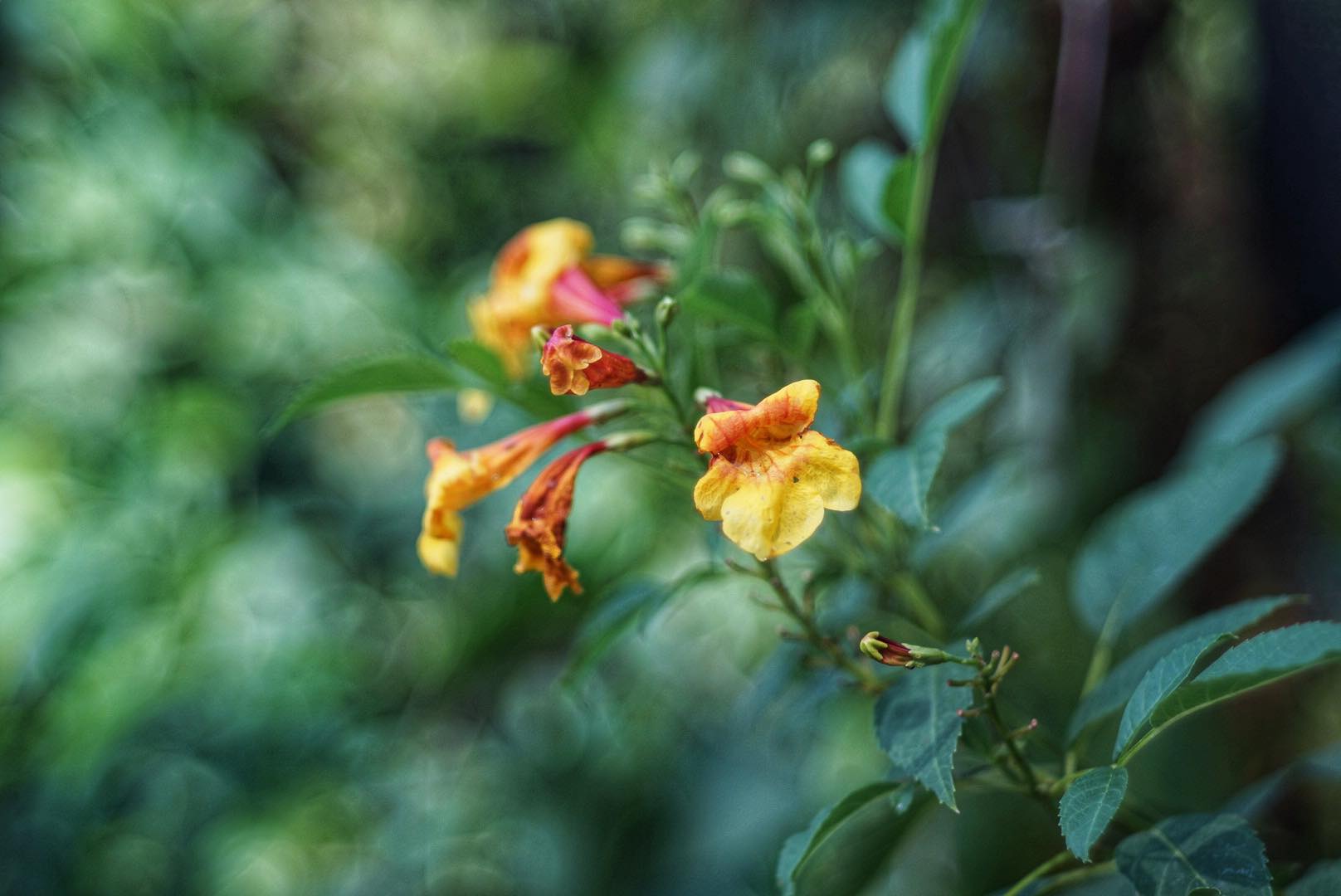 CANON LENS 40MM.F1.9 MODIFIED M39 MOUNT(RF Coupling)