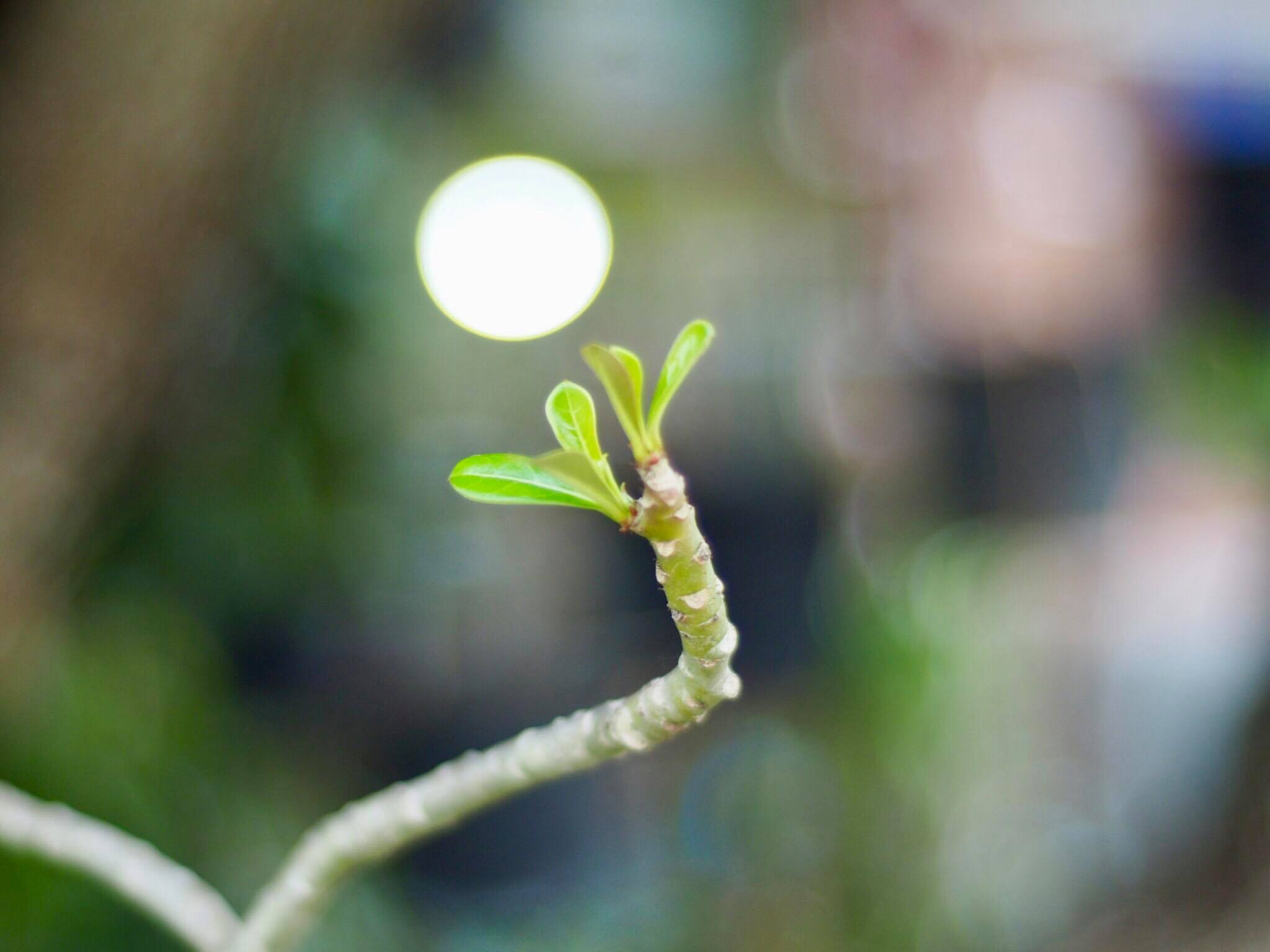 NIKON SERIES E LENS 50MM.F1.8 NIKON AIS MOUNT