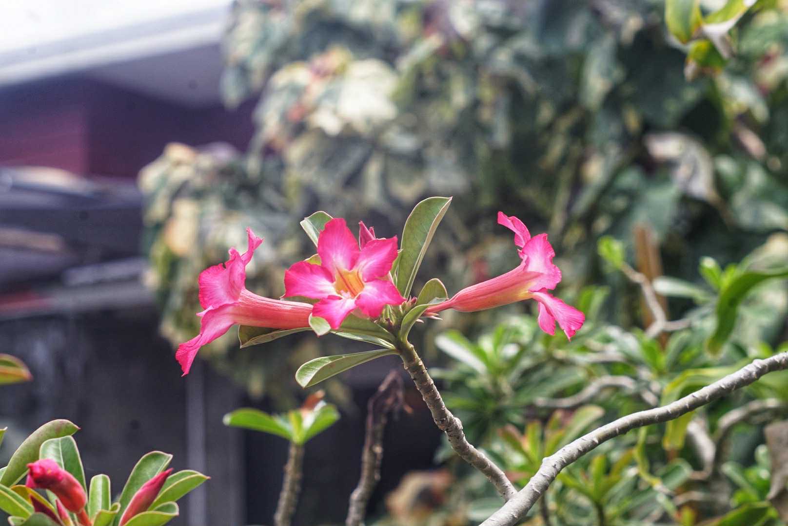 ERNST LEITZ GMBH WETZLAR ELMAR 90MM.F4