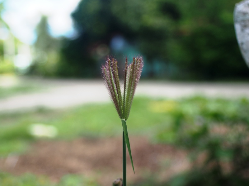 MC SUPER ALBINAR AUTO 28MM.F2.8 M42 MOUNT
