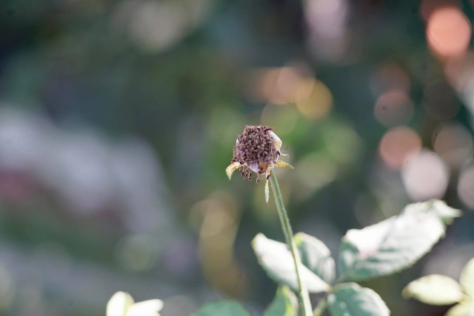 KONICA HEXANON AR 135MM. F3.2 AR MOUNT