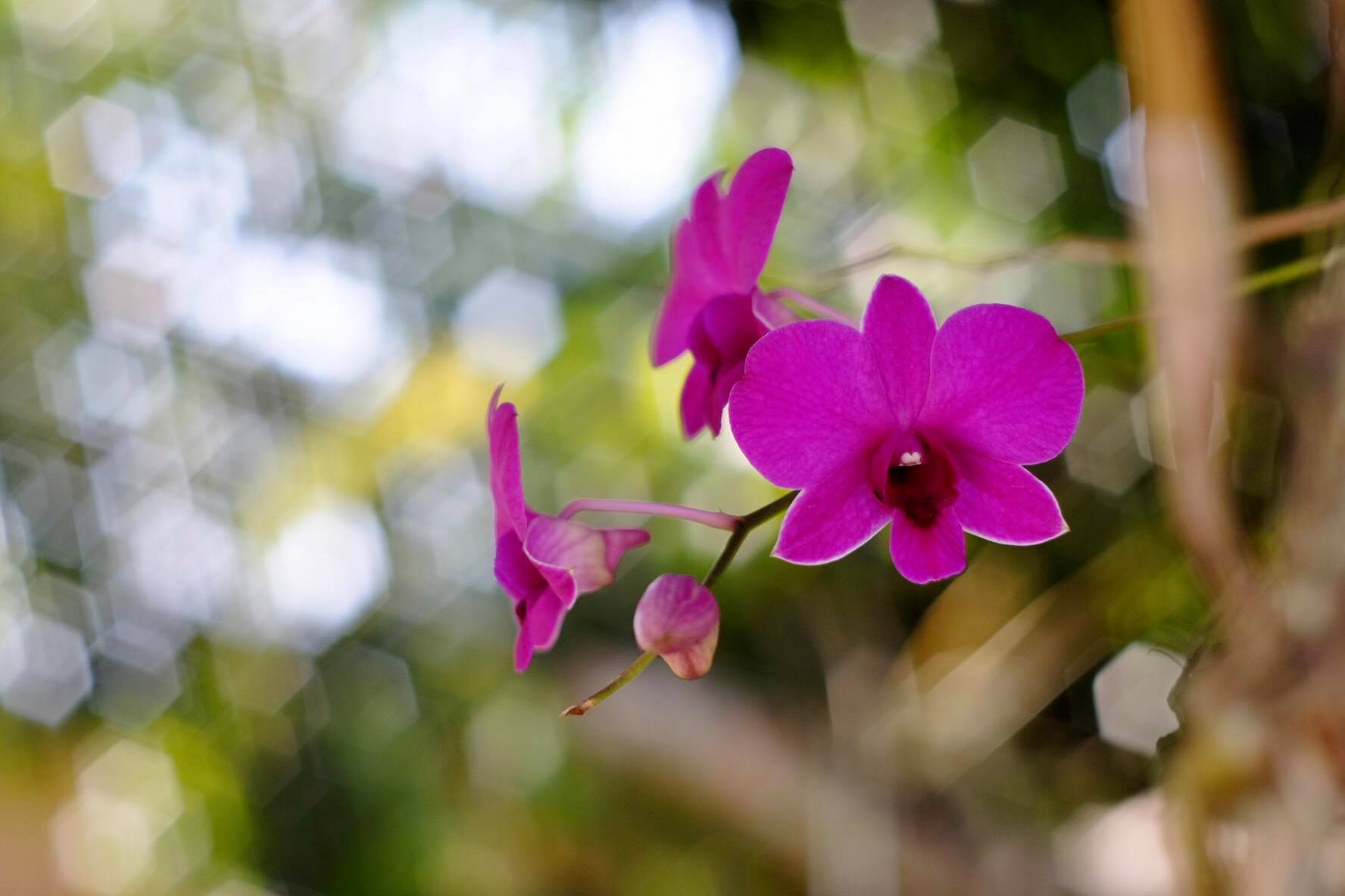 PENTACON AUTO 50MM.F1.8 M42 MOUNT