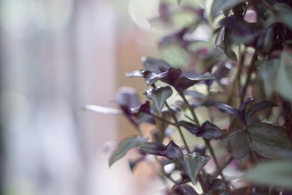 Super Takumar 55mm. F1.8 M42 mount
