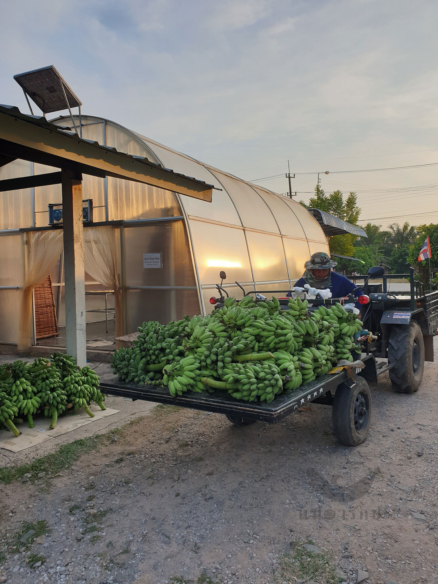 กล้วยฉาบหวาน (ดั้งเดิม) 230g.