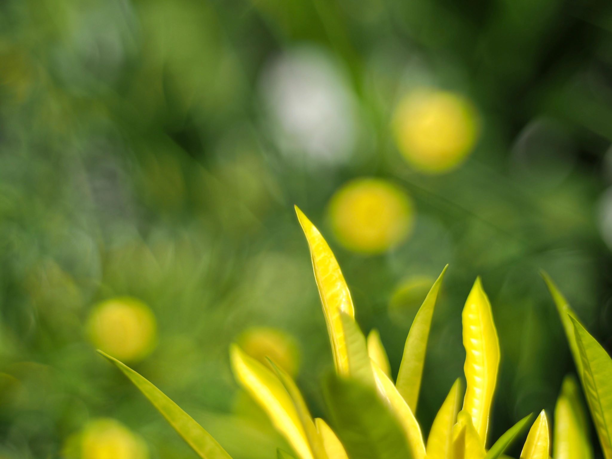 PENTACON AUTO 50MM.F1.8 MULTI COATING M42 MOUNT
