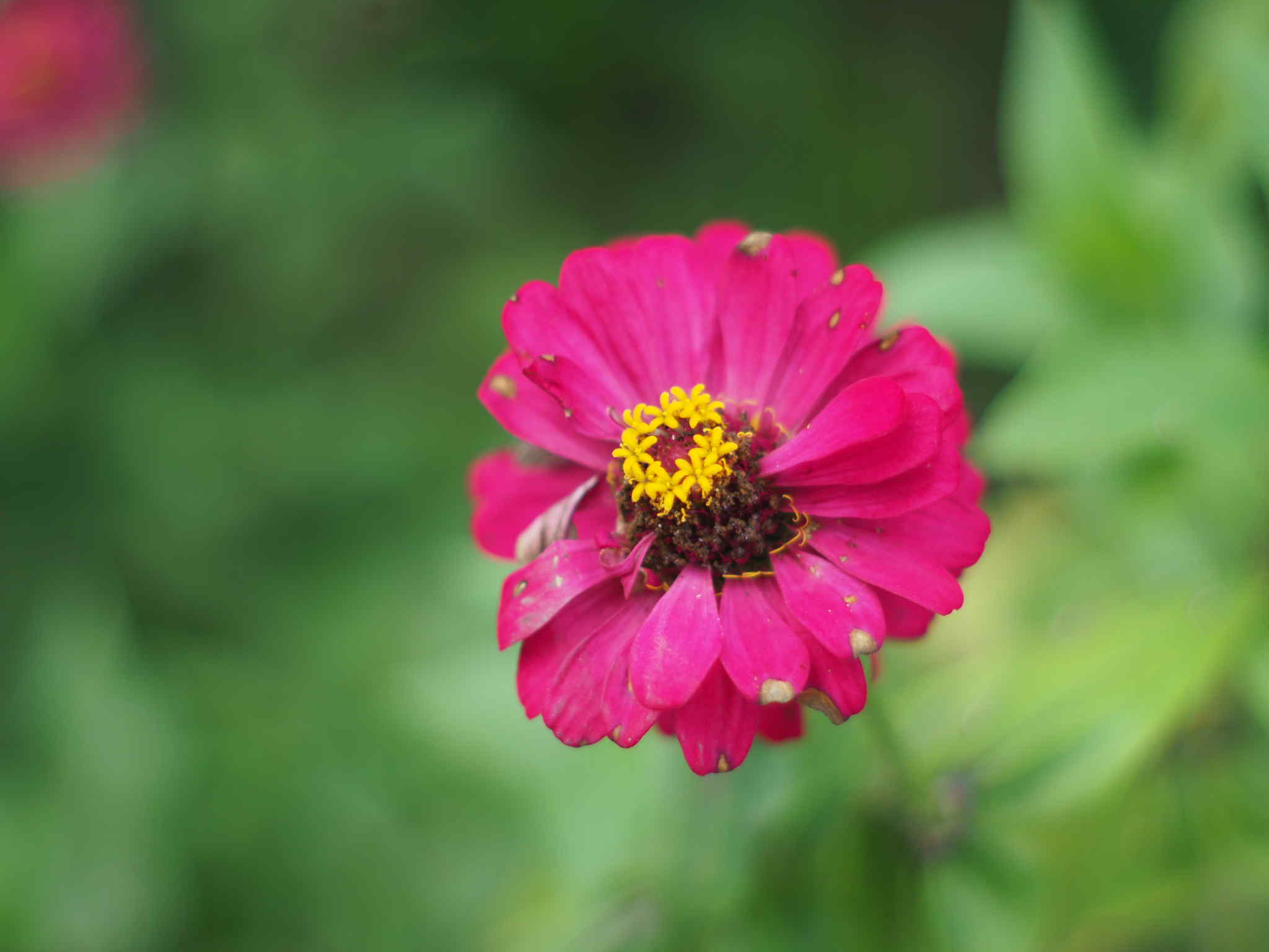 SMC PENTAX-M 50MM.F2 PK MOUNT