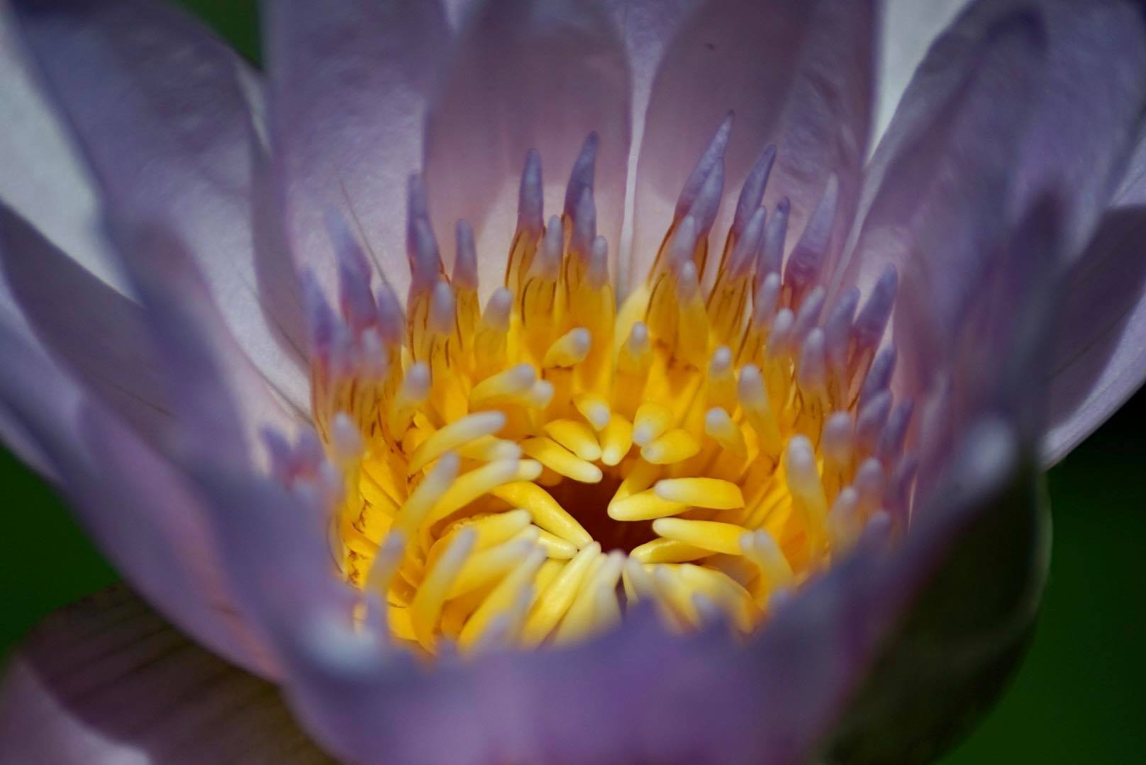 SIGMA 70-300 F4-5.6 DL MACRO PK MOUNT