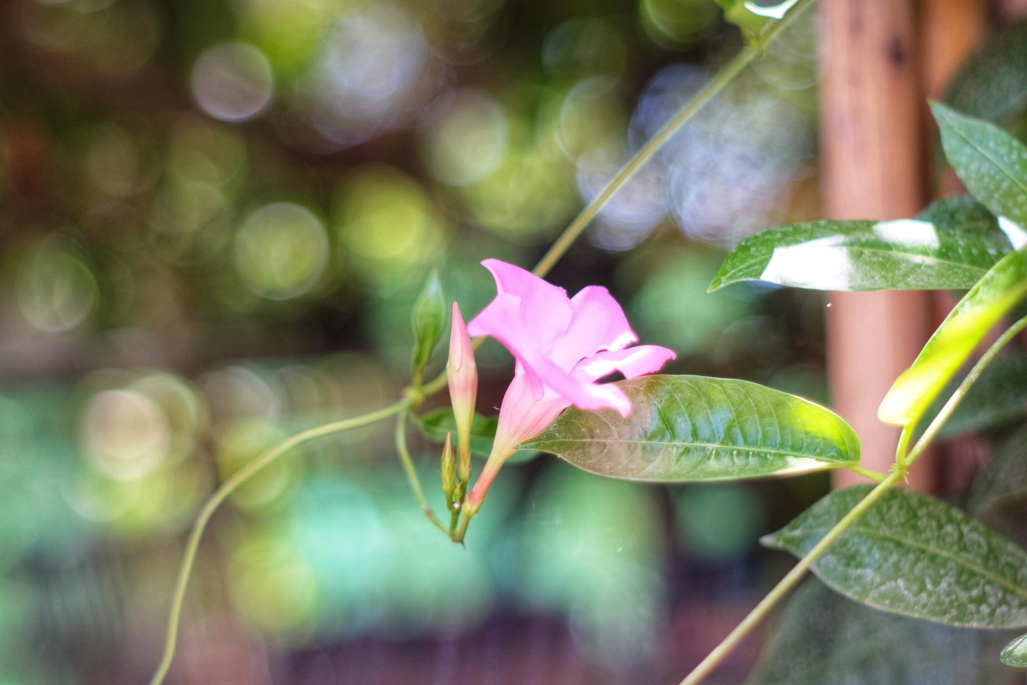 SUPER MULTI COATED TAKUMAR 55MM.F1.8 M42 MOUNT