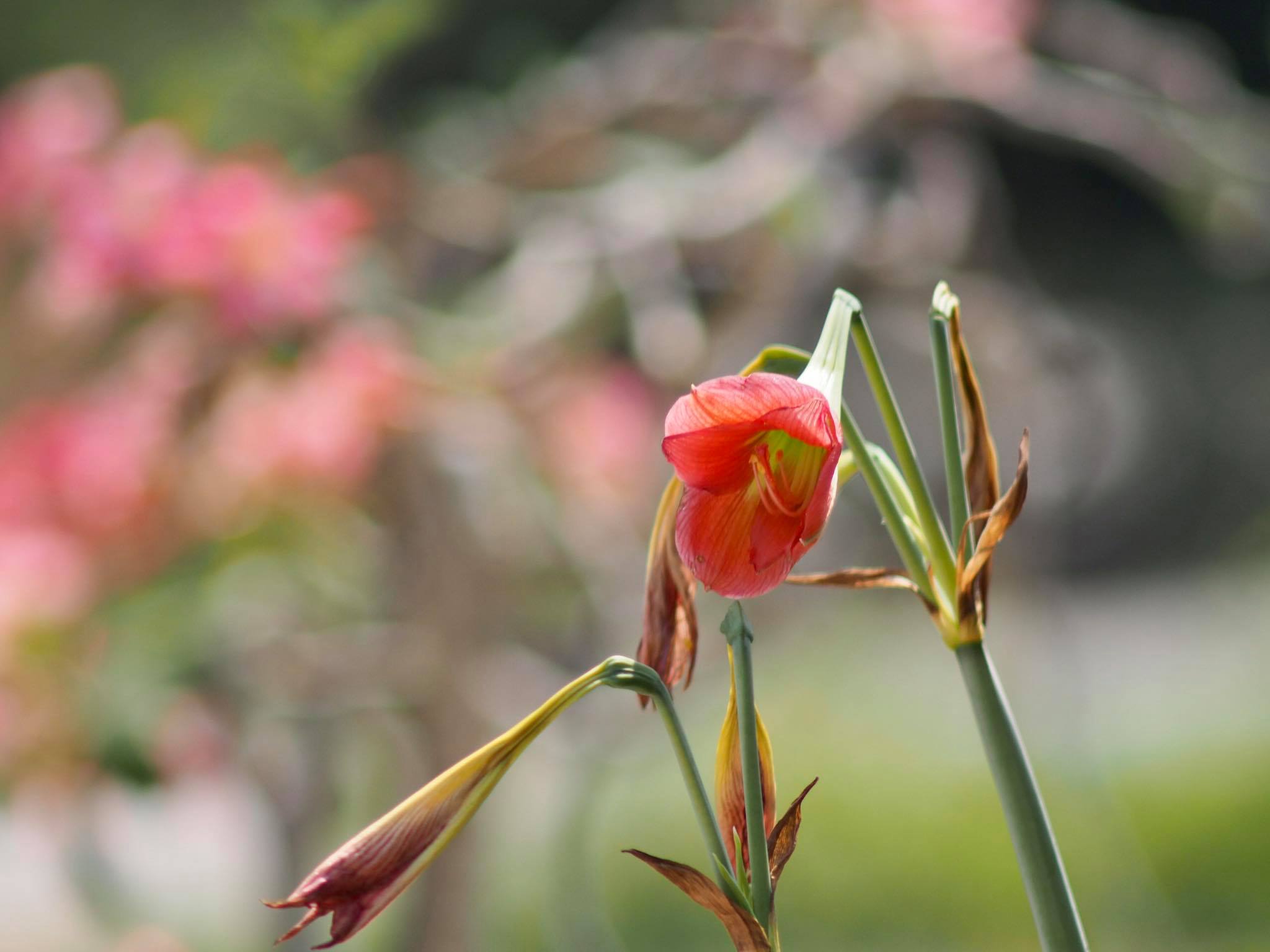 MINOLTA MC TELE ROKKOR-QF200 MM.F3.5 MD MOUNT