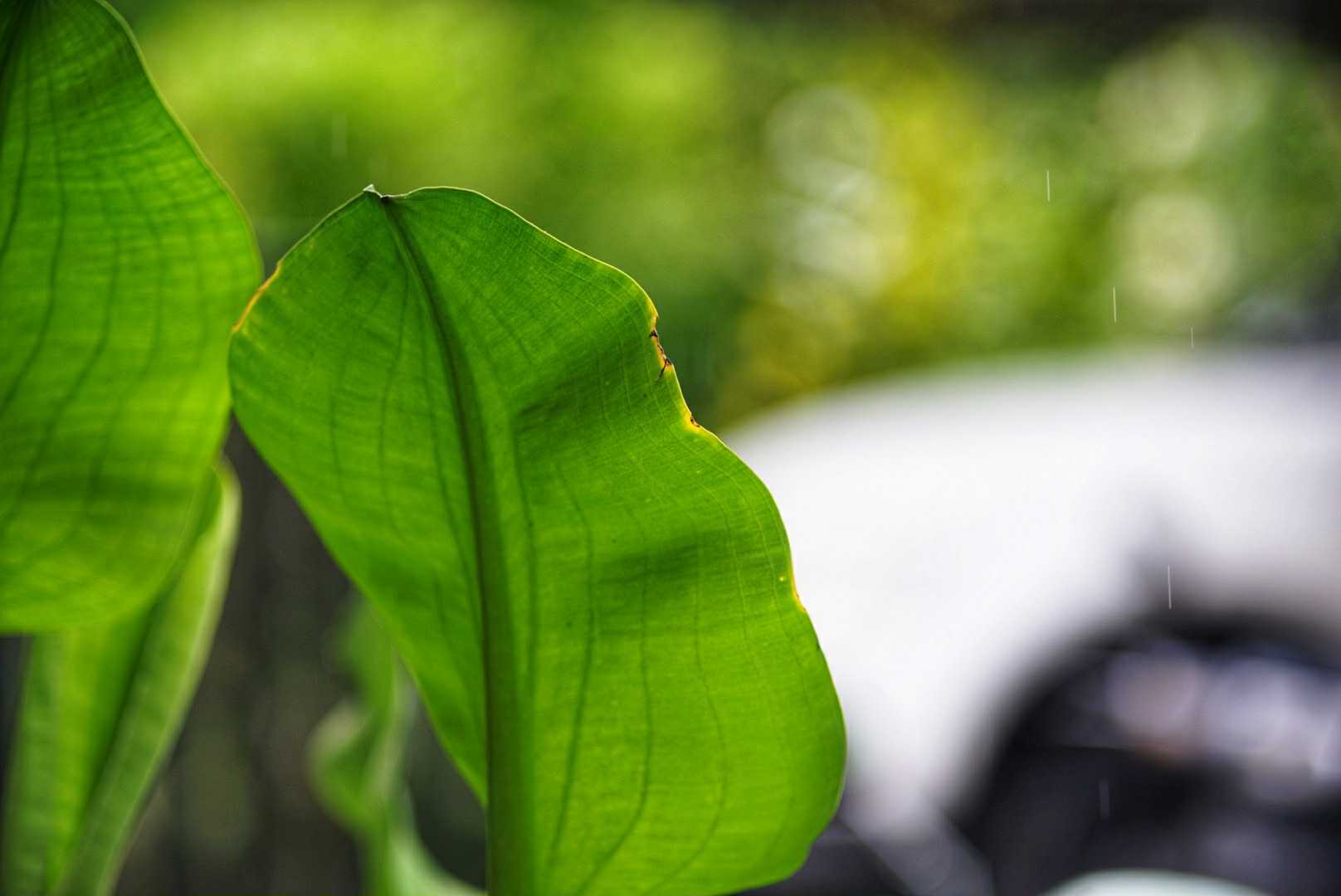 SANKYO KOKI JAPAN KOMURA 135MM.F3.5 M39 MOUNT(LTM)