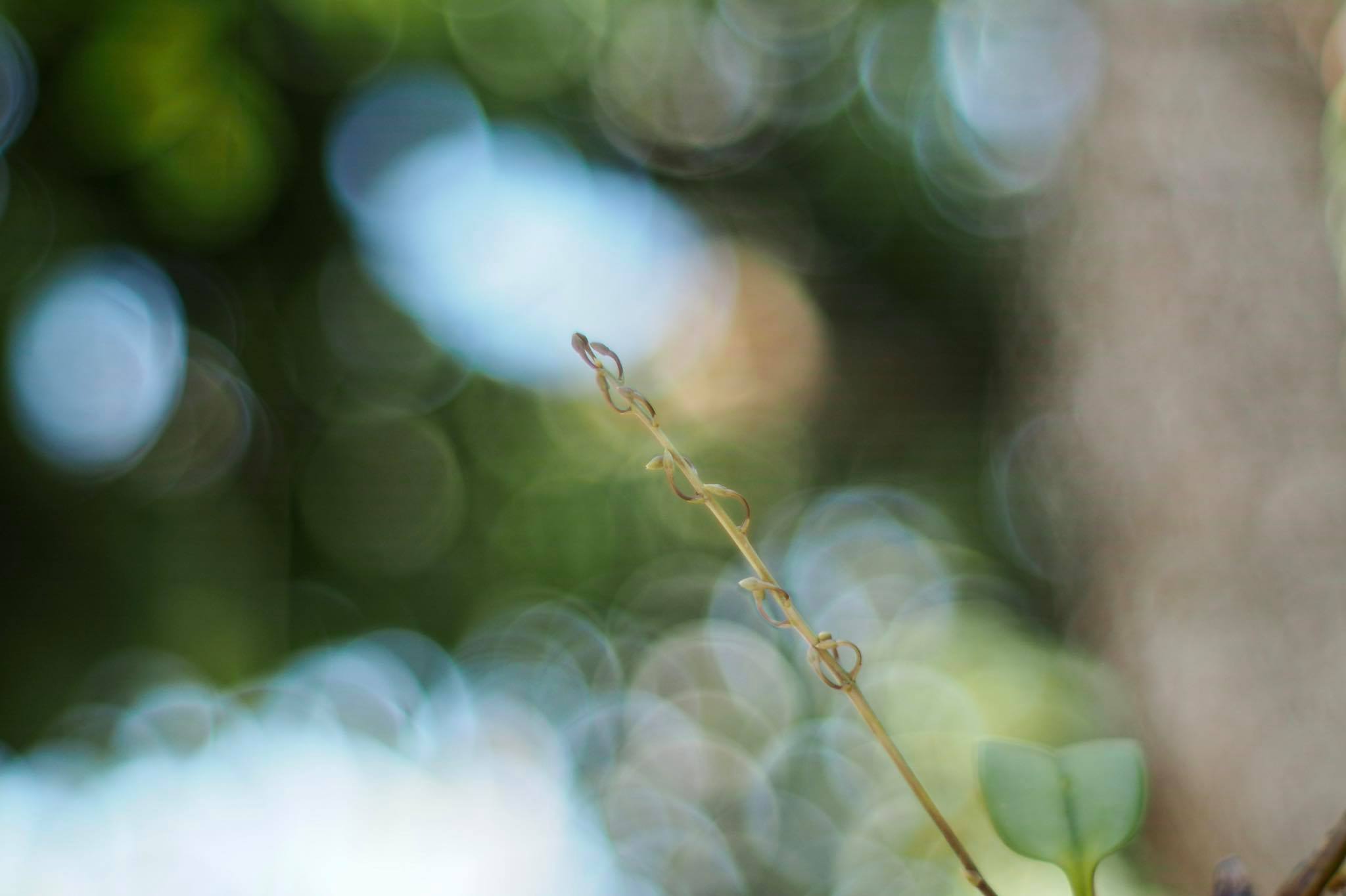 KONICA HEXANON AR 57MM.F1.4 AR MOUNT